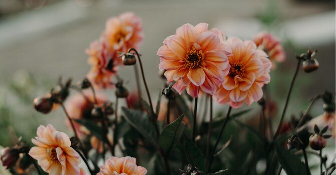 Life Goals Worksheet